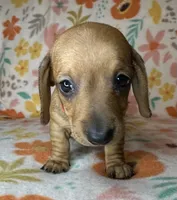 Ruby, a female Miniature Dachshund for sale in Old Town, FL – 4 of 6
