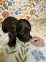 Coco, a female Miniature Dachshund for sale in Old Town, FL – 3 of 4
