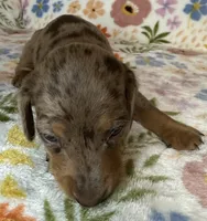 Luann, a female Miniature Dachshund for sale in Old Town, FL – 4 of 6