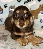 Jerry , a male Miniature Dachshund for sale in Old Town, FL – 3 of 8