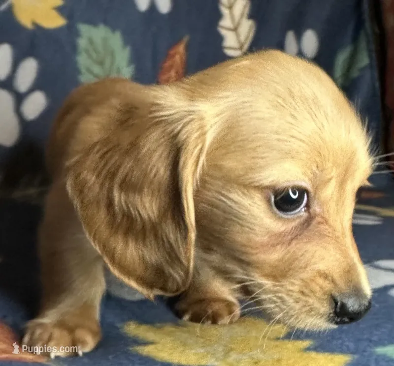 Henry – Miniature Dachshund puppy for sale in Old Town, FL
