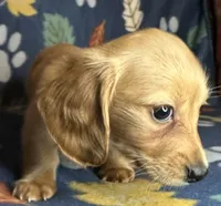 Henry, a male Miniature Dachshund for sale in Old Town, FL – 1 of 9