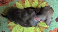Hank , a male Miniature Dachshund for sale in Old Town, FL – 9 of 10