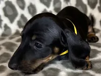 Ella, a female Miniature Dachshund for sale in Old Town, FL – 4 of 8