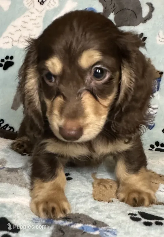 Tom – Miniature Dachshund puppy for sale in Old Town, FL