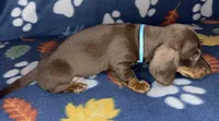 Louie, a male Miniature Dachshund for sale in Old Town, FL – 3 of 8