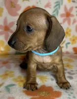 Tootie , a female Miniature Dachshund for sale in Old Town, FL – 5 of 6