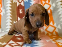 Donny, a male Miniature Dachshund for sale in Old Town, FL – Photo 2 of 4