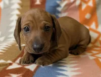 Donny, a male Miniature Dachshund for sale in Old Town, FL – Photo 1 of 4