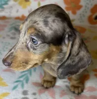 Luann, a female Miniature Dachshund for sale in Old Town, FL – 10 of 10