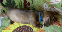Rusty, a male Miniature Dachshund for sale in Old Town, FL – 5 of 9