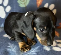 Teddy, a male Miniature Dachshund for sale in Old Town, FL – 8 of 10