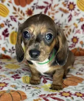 Duncan, a male Miniature Dachshund for sale in Old Town, FL – 3 of 10