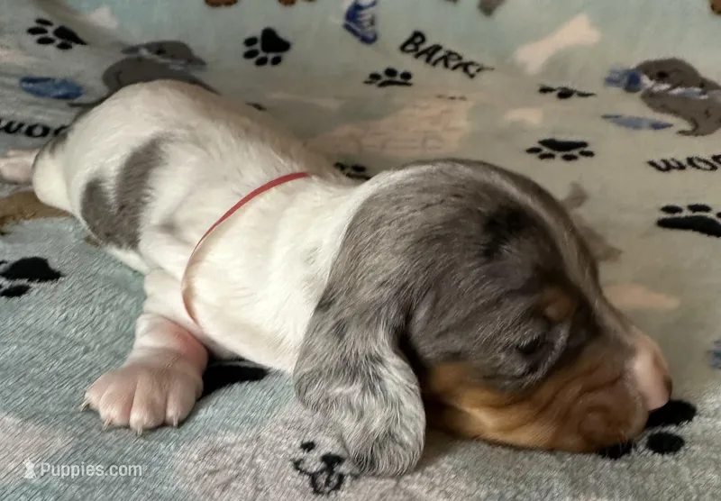Sam – Miniature Dachshund puppy for sale in Old Town, FL