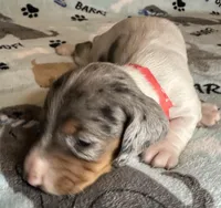 Sam, a male Miniature Dachshund for sale in Old Town, FL – Photo 5 of 9