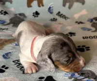 Sam, a male Miniature Dachshund for sale in Old Town, FL – Photo 3 of 9