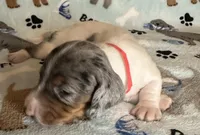 Sam, a male Miniature Dachshund for sale in Old Town, FL – Photo 2 of 9