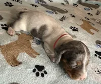 Sam, a male Miniature Dachshund for sale in Old Town, FL – Photo 8 of 9