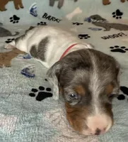 Sam, a male Miniature Dachshund for sale in Old Town, FL – Photo 4 of 9