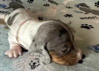 Sam, a male Miniature Dachshund for sale in Old Town, FL – Photo 7 of 9