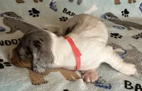 Sam, a male Miniature Dachshund for sale in Old Town, FL – Photo 6 of 9