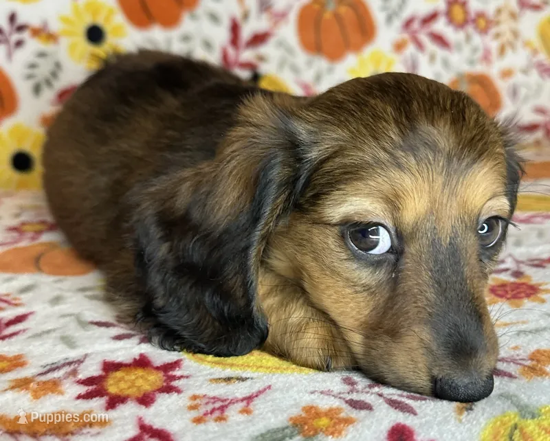 Nelly – Miniature Dachshund puppy for sale in Old Town, FL