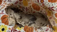 Pixie , a female Miniature Dachshund for sale in Old Town, FL – 4 of 10