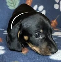 Teddy, a male Miniature Dachshund for sale in Old Town, FL – 6 of 10
