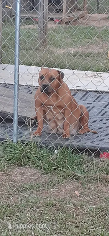 Star – American Bully puppy for sale in Collins, MS