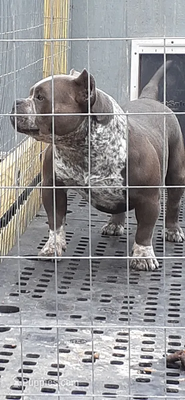 Smoke – American Bully puppy for sale in Collins, MS