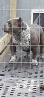 Smoke, a male American Bully for sale in Collins, MS – 1 of 2