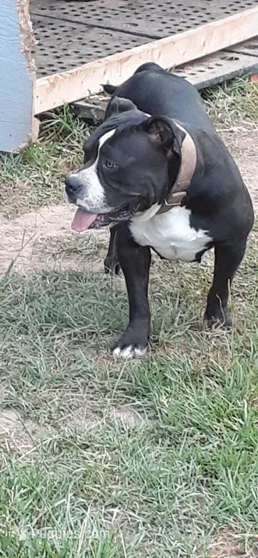Sadie – American Bully puppy for sale in Collins, MS