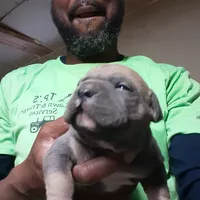 Tri female, a female American Bully for sale in Collins, MS – Photo 2 of 3