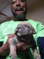 Tri female, a female American Bully for sale in Collins, MS – Photo 2 of 3