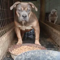 Tri female, a female American Bully for sale in Collins, MS – Photo 1 of 3