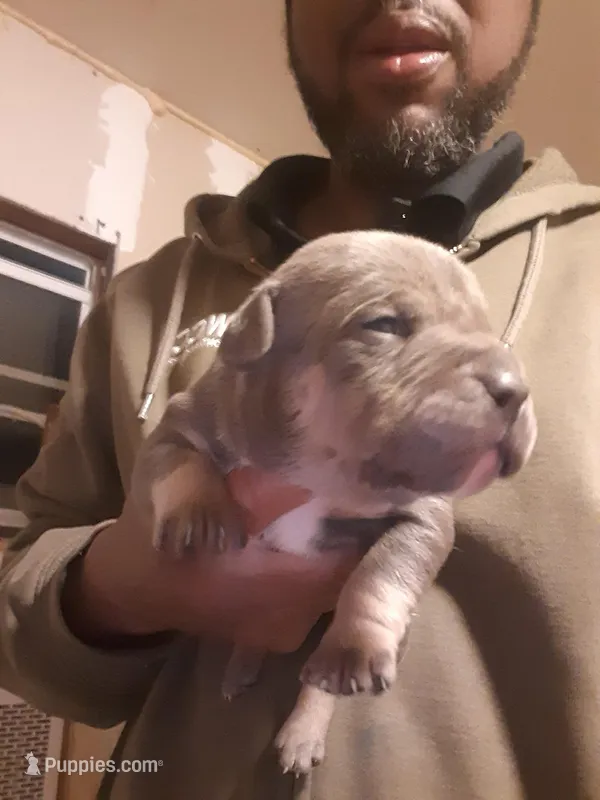 Blur tri male, a male American Bully for sale in Collins, MS – Photo 1 of 3