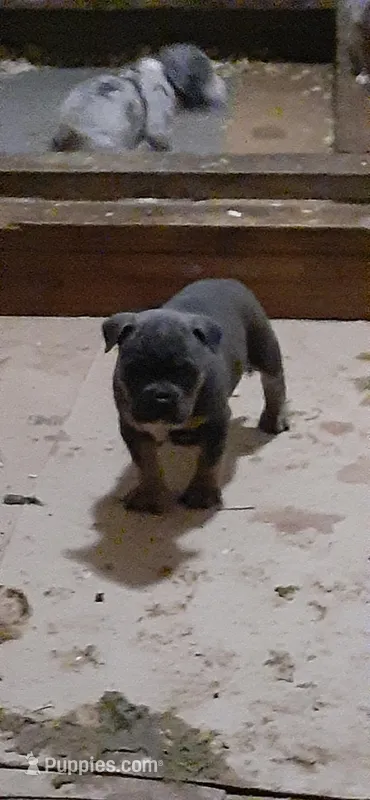 Blur tri male – American Bully puppy for sale in Collins, MS