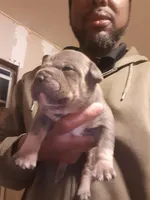 Blur tri male, a male American Bully for sale in Collins, MS – Photo 2 of 3