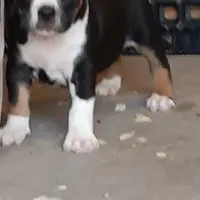 Male, a male American Bully for sale in Collins, MS – Photo 2 of 3