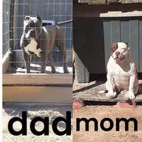 Male, a male American Bully for sale in Collins, MS – Photo 3 of 3