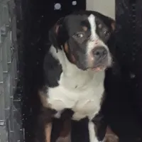 Male, a male American Bully for sale in Collins, MS – Photo 1 of 3