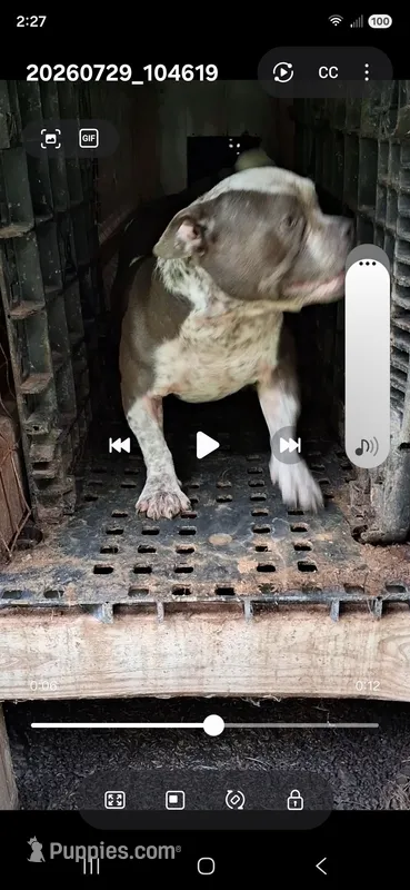 Tic female – American Bully puppy for sale in Collins, MS