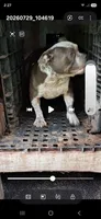 Tic female, a female American Bully for sale in Collins, MS – 1 of 2
