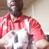 Male, a male American Bully for sale in Collins, MS – Photo 3 of 6