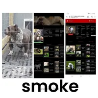 Male, a male American Bully for sale in Collins, MS – Photo 4 of 6