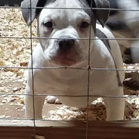 Male, a male American Bully for sale in Collins, MS – Photo 1 of 6