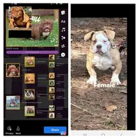 Male, a male American Bully for sale in Collins, MS – Photo 6 of 6