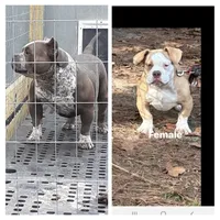 Male, a male American Bully for sale in Collins, MS – Photo 5 of 6