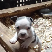 Male, a male American Bully for sale in Collins, MS – Photo 2 of 6