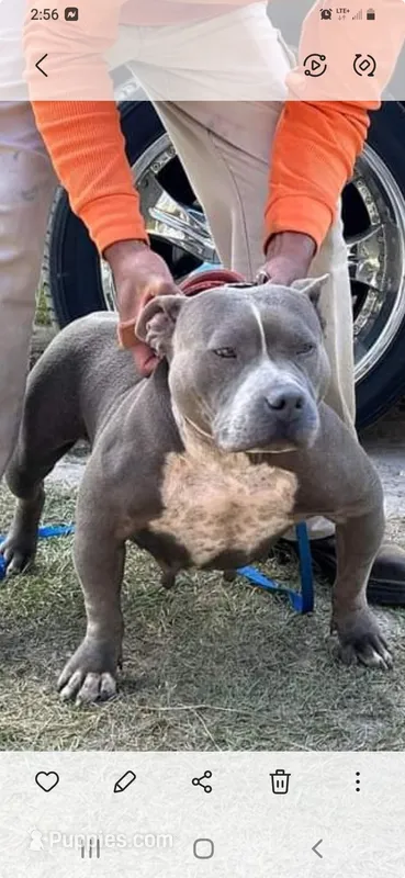 Lola – American Bully puppy for sale in Collins, MS
